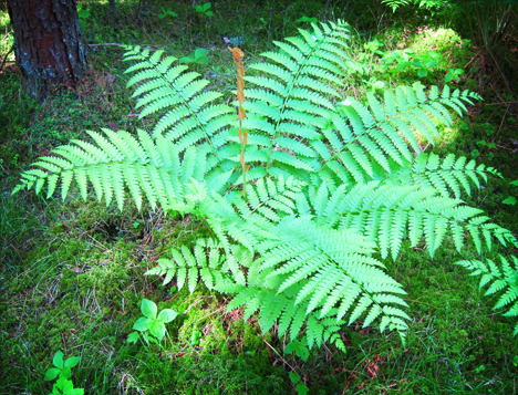 Cinnamon Fern (Osmunda cinnamomea) on the Boreal Life Trail at the Paul Smiths VIC